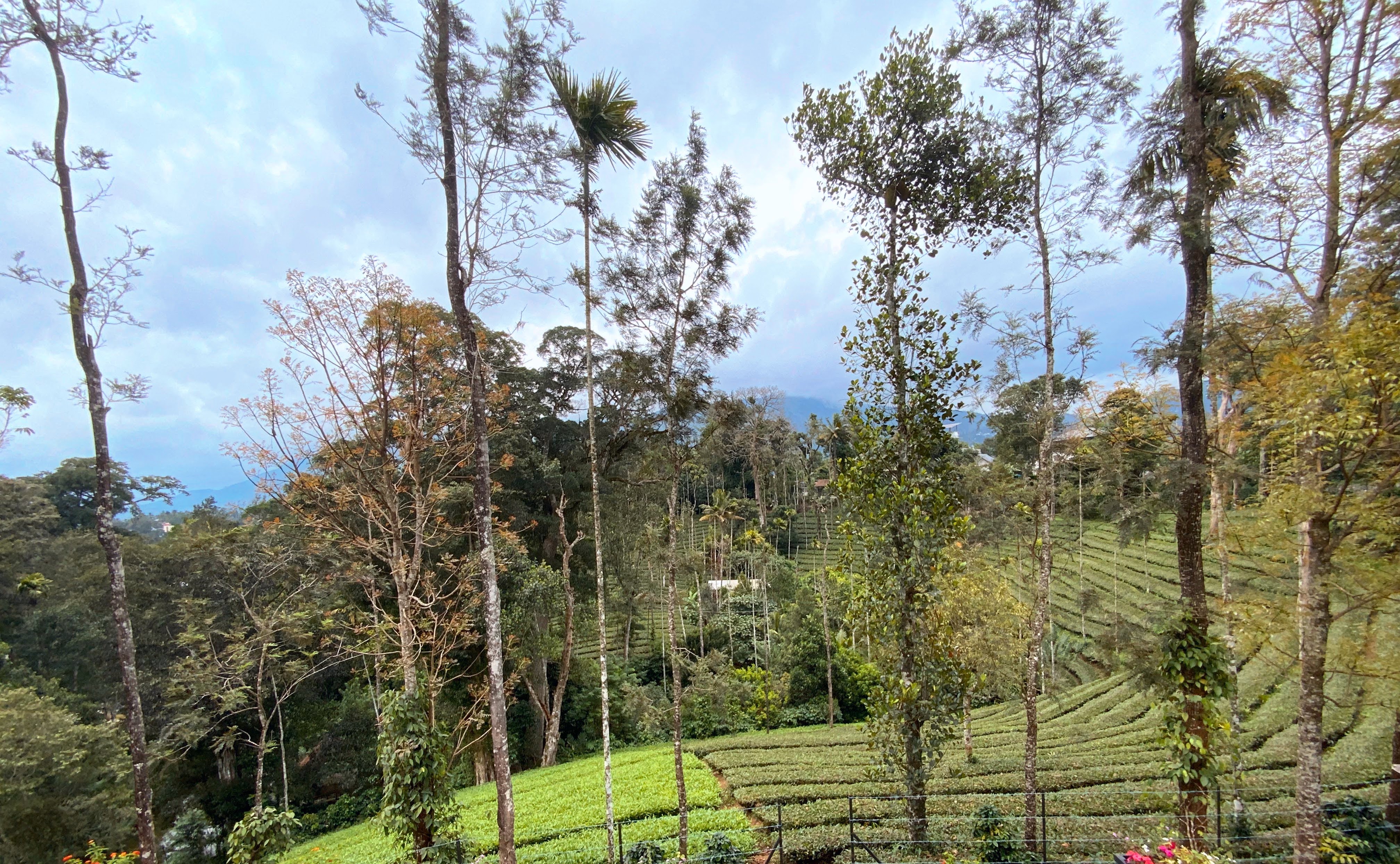 Munnar travel banner