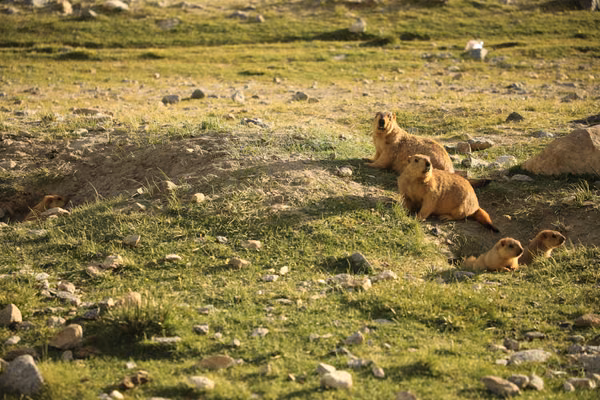 leh · india (8 of 17)