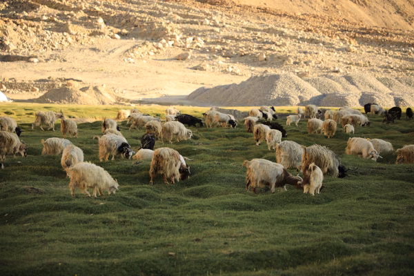leh · india (11 of 17)